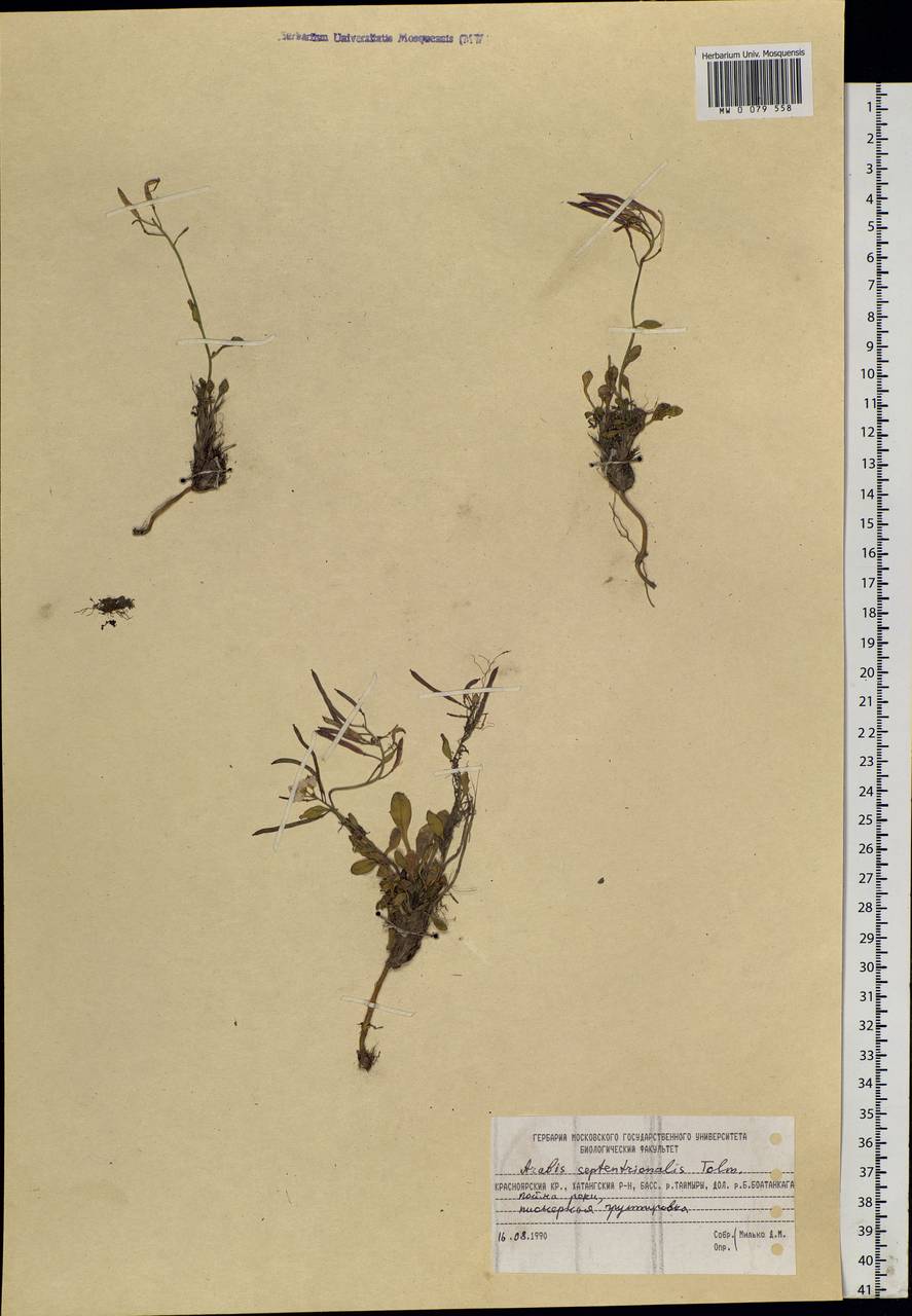 Arabidopsis septentrionalis (N. Busch) D. A. German, Siberia, Central Siberia (S3) (Russia)