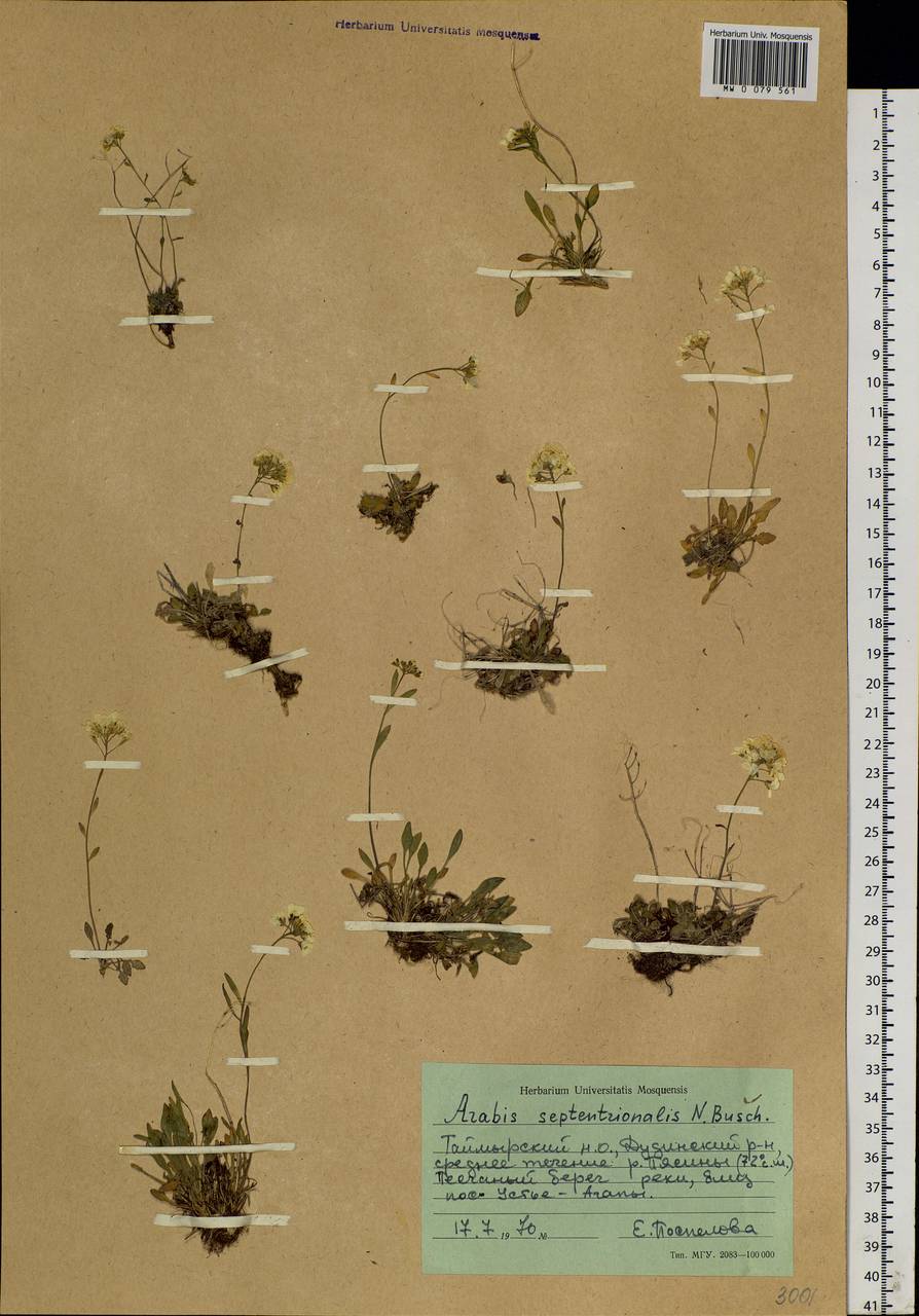 Arabidopsis septentrionalis (N. Busch) D. A. German, Siberia, Central Siberia (S3) (Russia)