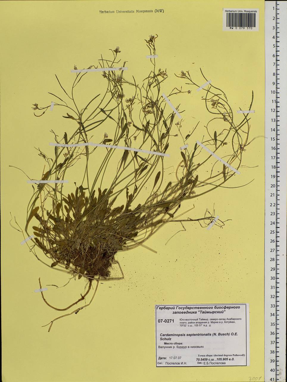 Arabidopsis septentrionalis (N. Busch) D. A. German, Siberia, Central Siberia (S3) (Russia)