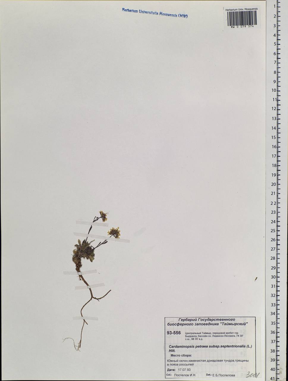 Arabidopsis septentrionalis (N. Busch) D. A. German, Siberia, Central Siberia (S3) (Russia)