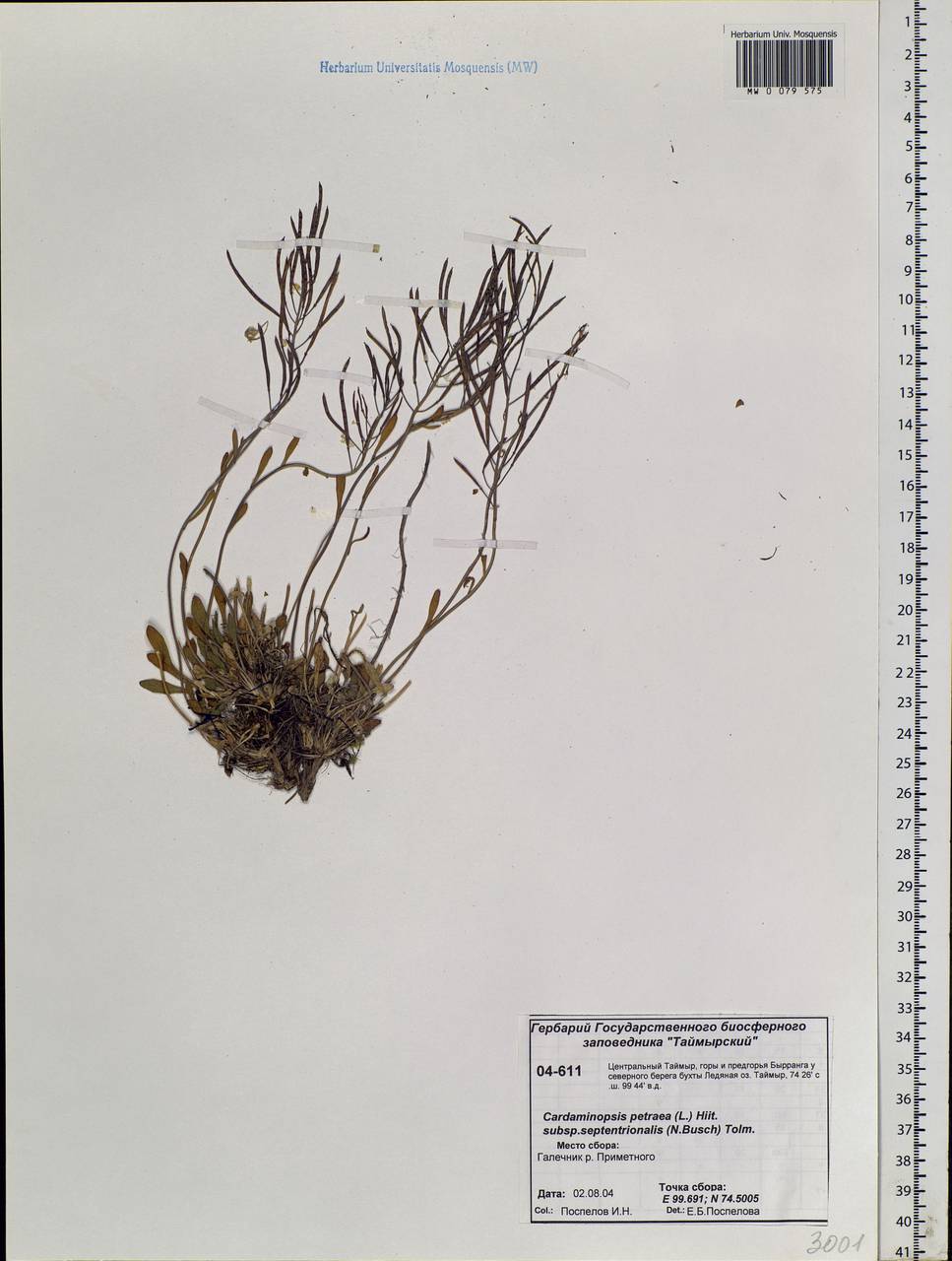 Arabidopsis septentrionalis (N.Busch) D.A.German, Siberia, Central Siberia (S3) (Russia)