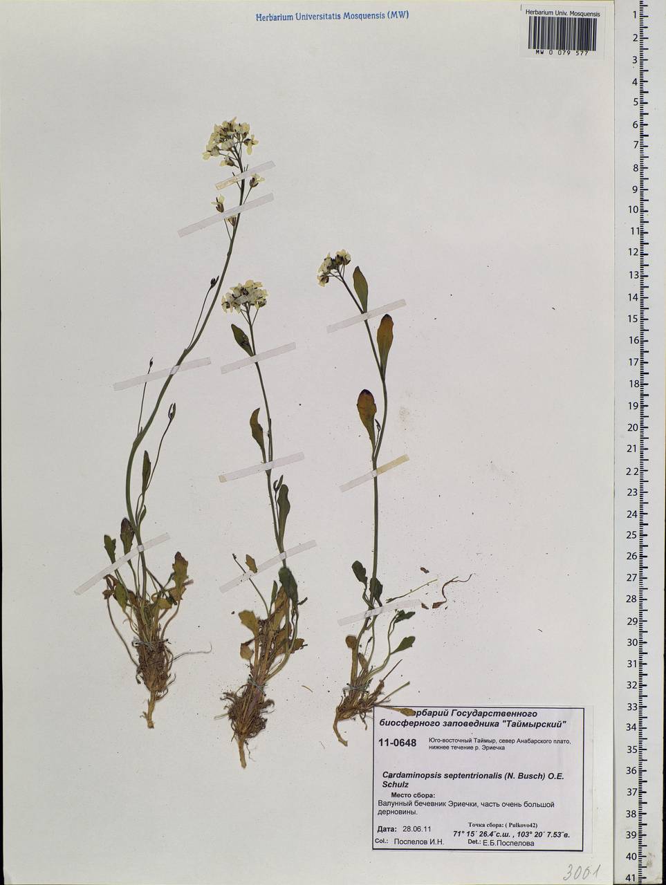 Arabidopsis septentrionalis (N. Busch) D. A. German, Siberia, Central Siberia (S3) (Russia)