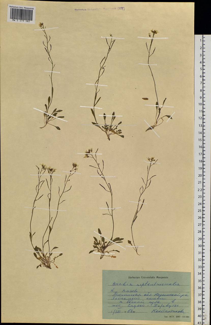 Arabidopsis septentrionalis (N. Busch) D. A. German, Siberia, Western Siberia (S1) (Russia)