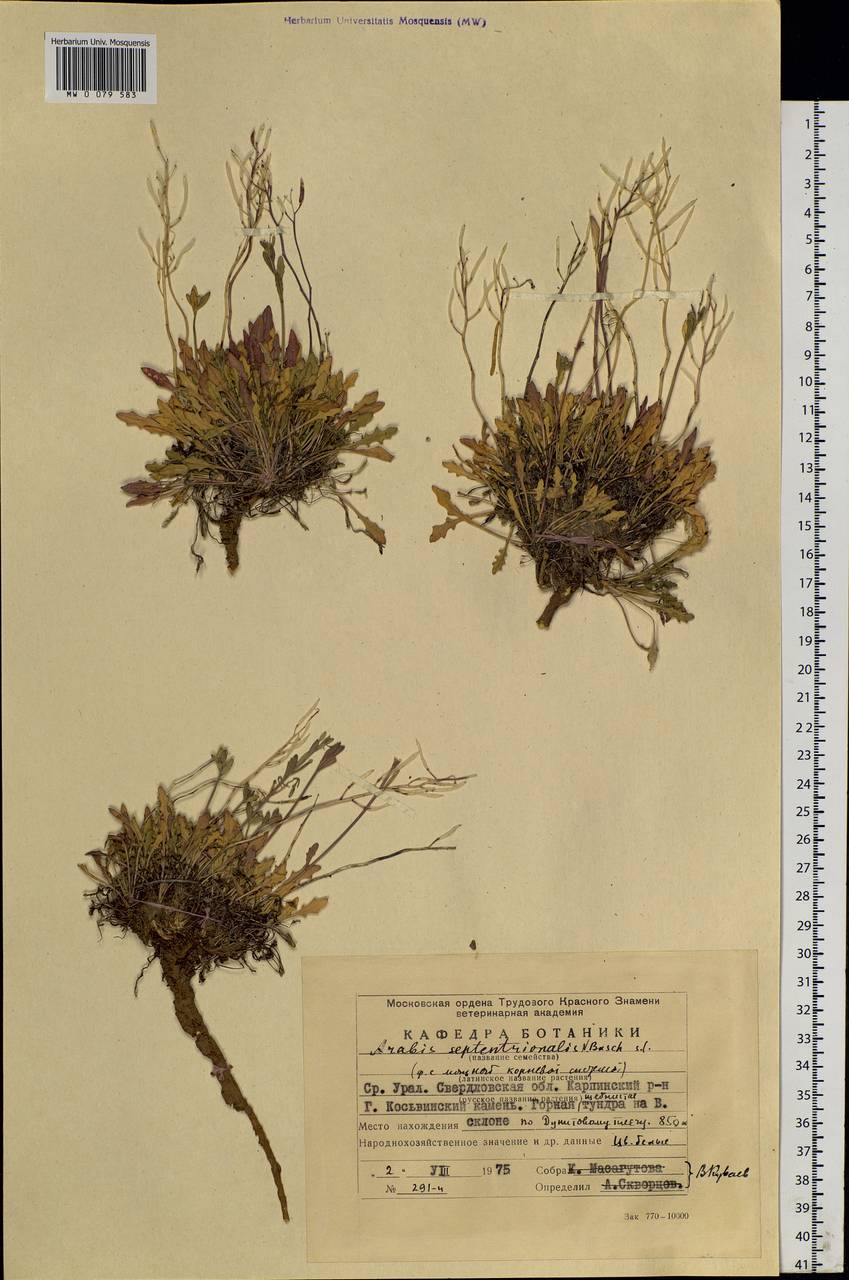 Arabidopsis septentrionalis (N. Busch) D. A. German, Eastern Europe, Eastern region (E10) (Russia)