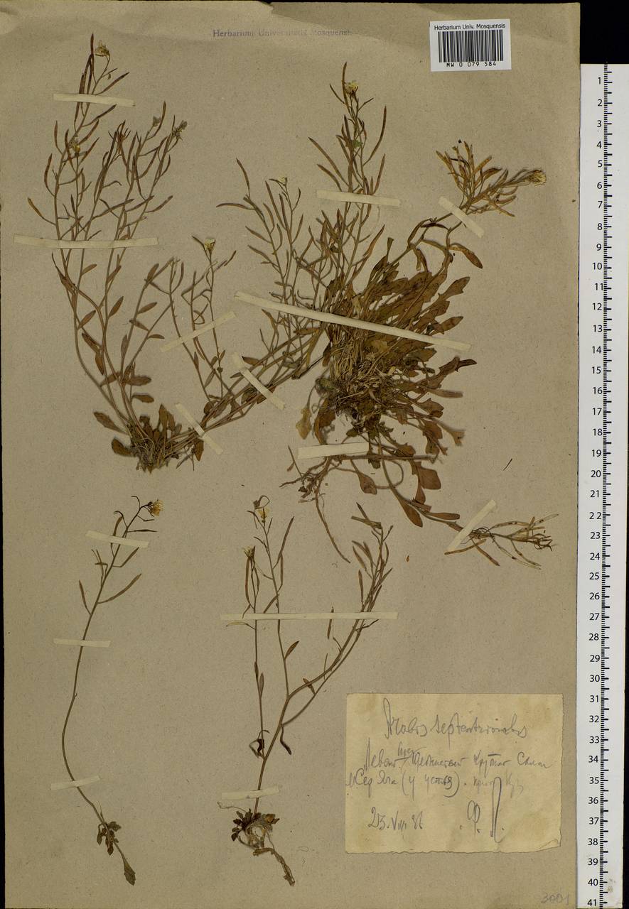 Arabidopsis septentrionalis (N. Busch) D. A. German, Eastern Europe, Northern region (E1) (Russia)