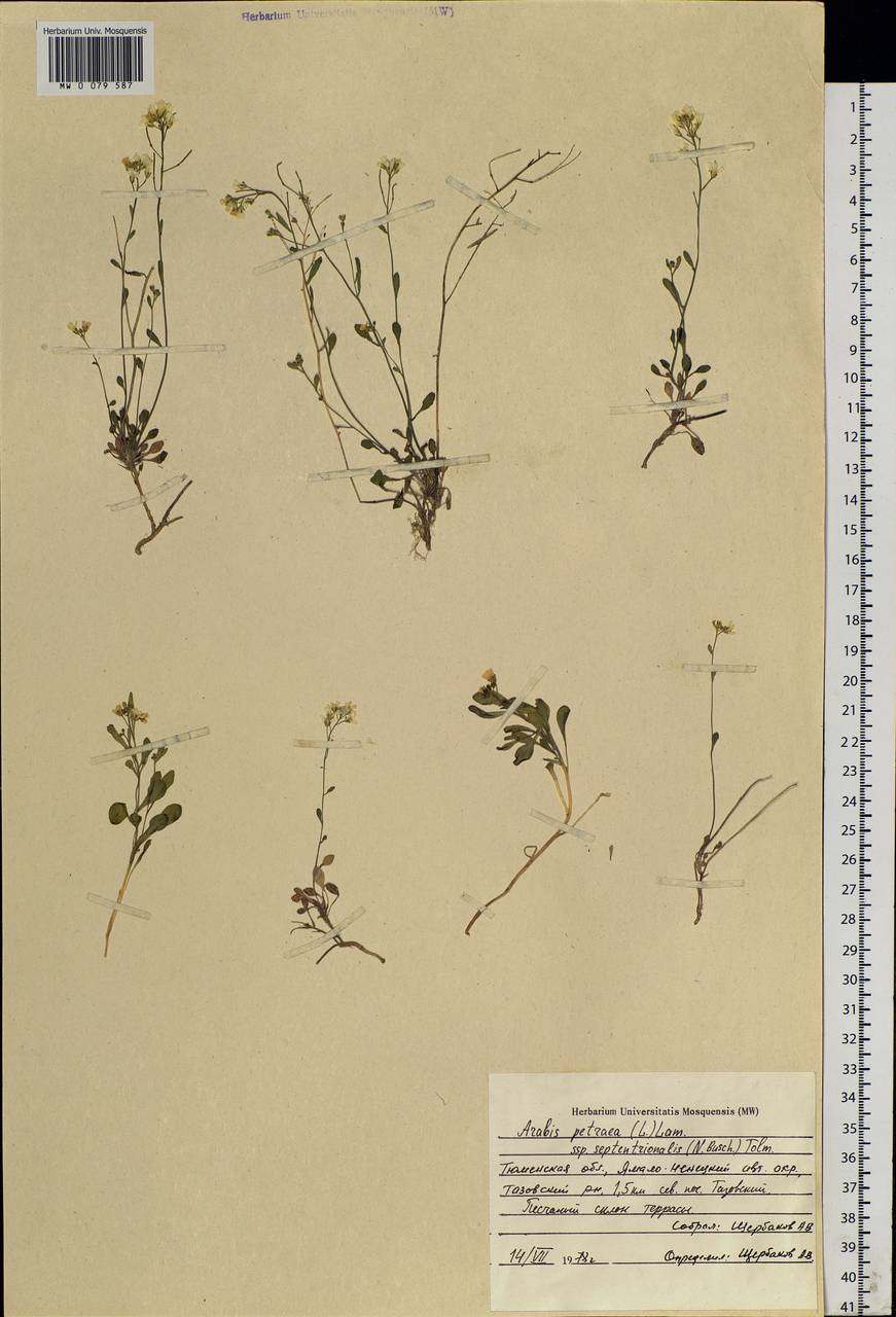 Arabidopsis lyrata subsp. petraea (L.) O'Kane & Al-Shehbaz, Siberia, Western Siberia (S1) (Russia)