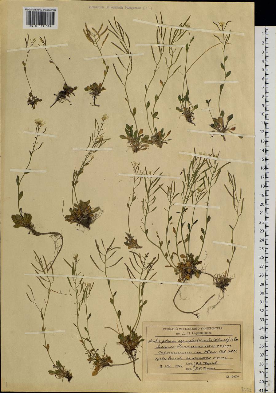 Arabidopsis lyrata subsp. petraea (L.) O'Kane & Al-Shehbaz, Siberia, Western Siberia (S1) (Russia)