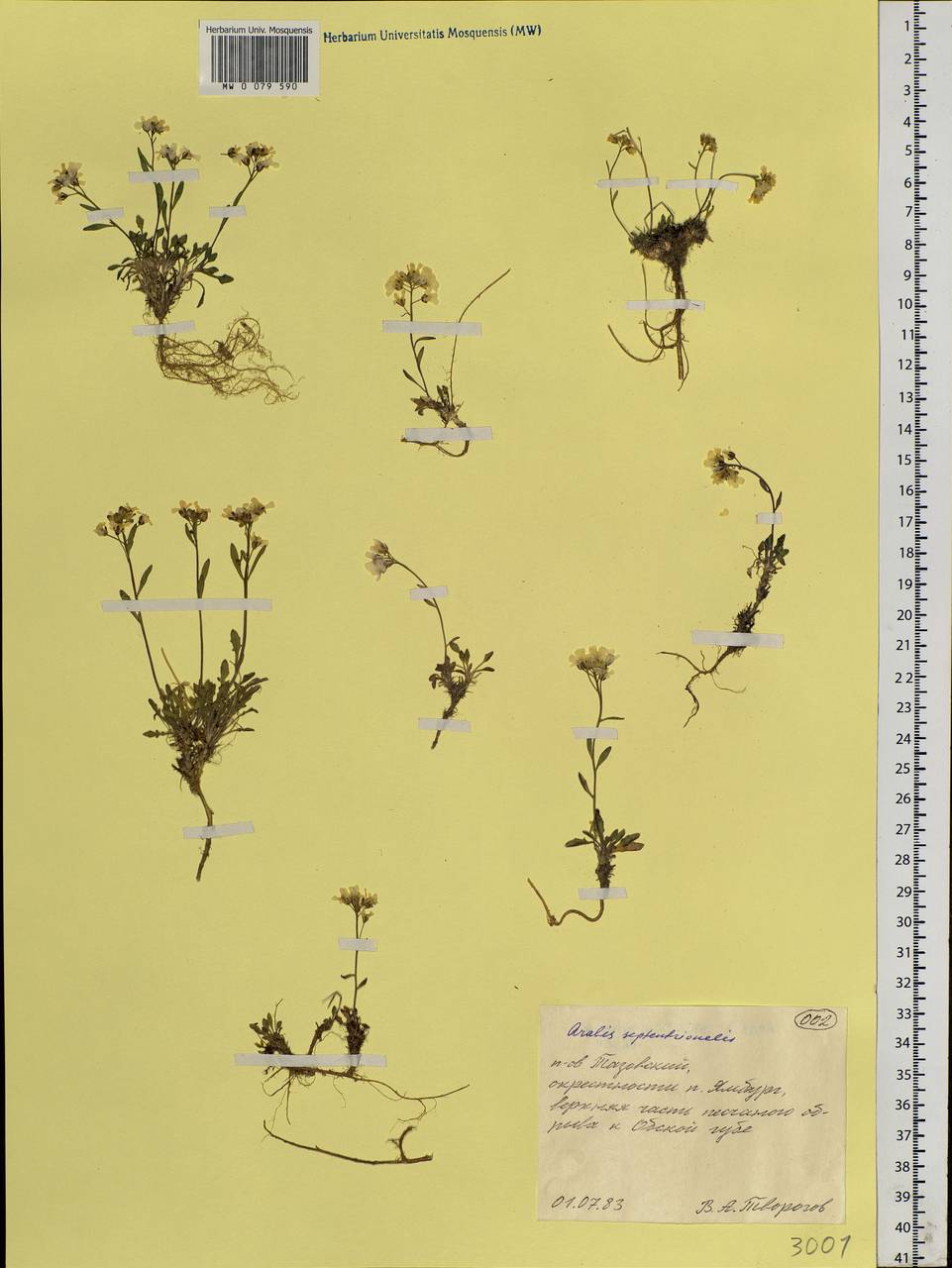 Arabidopsis lyrata subsp. petraea (L.) O'Kane & Al-Shehbaz, Siberia, Western Siberia (S1) (Russia)