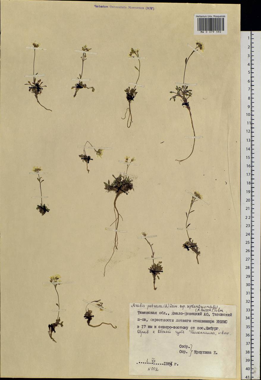 Arabidopsis septentrionalis (N. Busch) D. A. German, Siberia, Western Siberia (S1) (Russia)