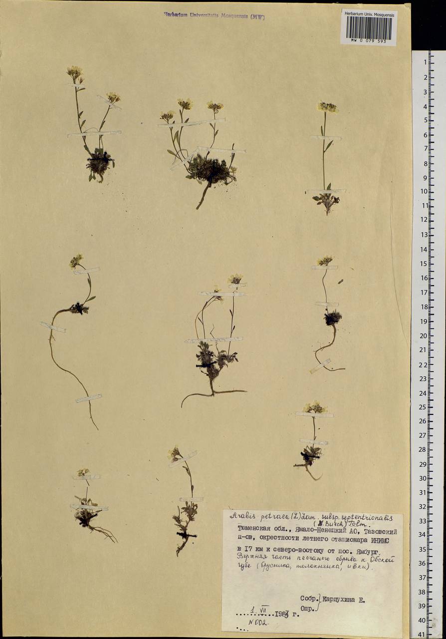 Arabidopsis septentrionalis (N. Busch) D. A. German, Siberia, Western Siberia (S1) (Russia)