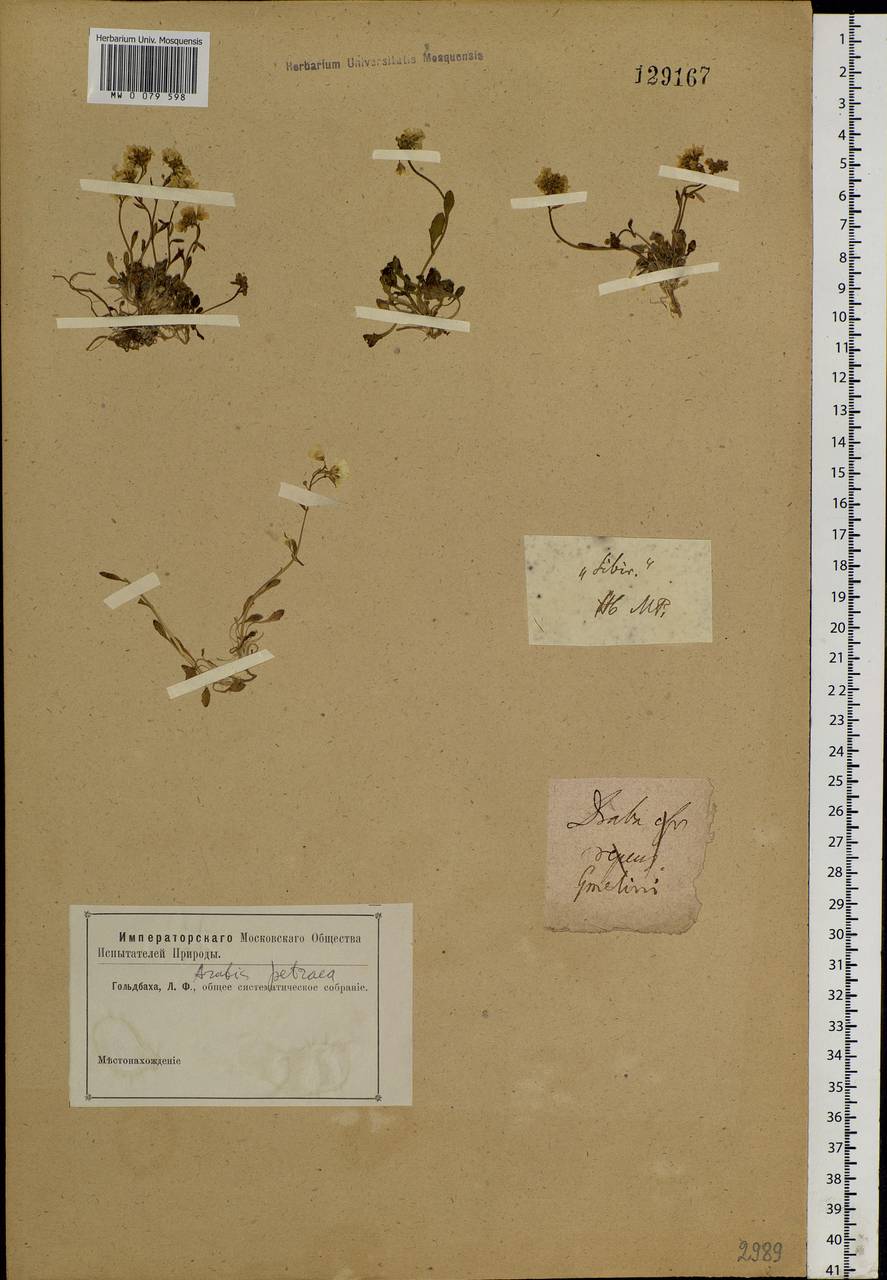 Arabidopsis lyrata subsp. petraea (L.) O'Kane & Al-Shehbaz, Siberia, Yakutia (S5) (Russia)