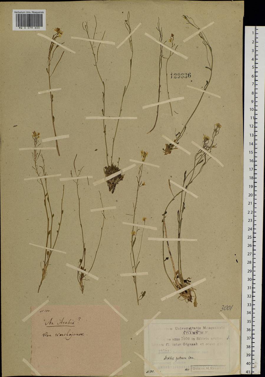 Arabidopsis lyrata subsp. petraea (L.) O'Kane & Al-Shehbaz, Siberia, Yakutia (S5) (Russia)