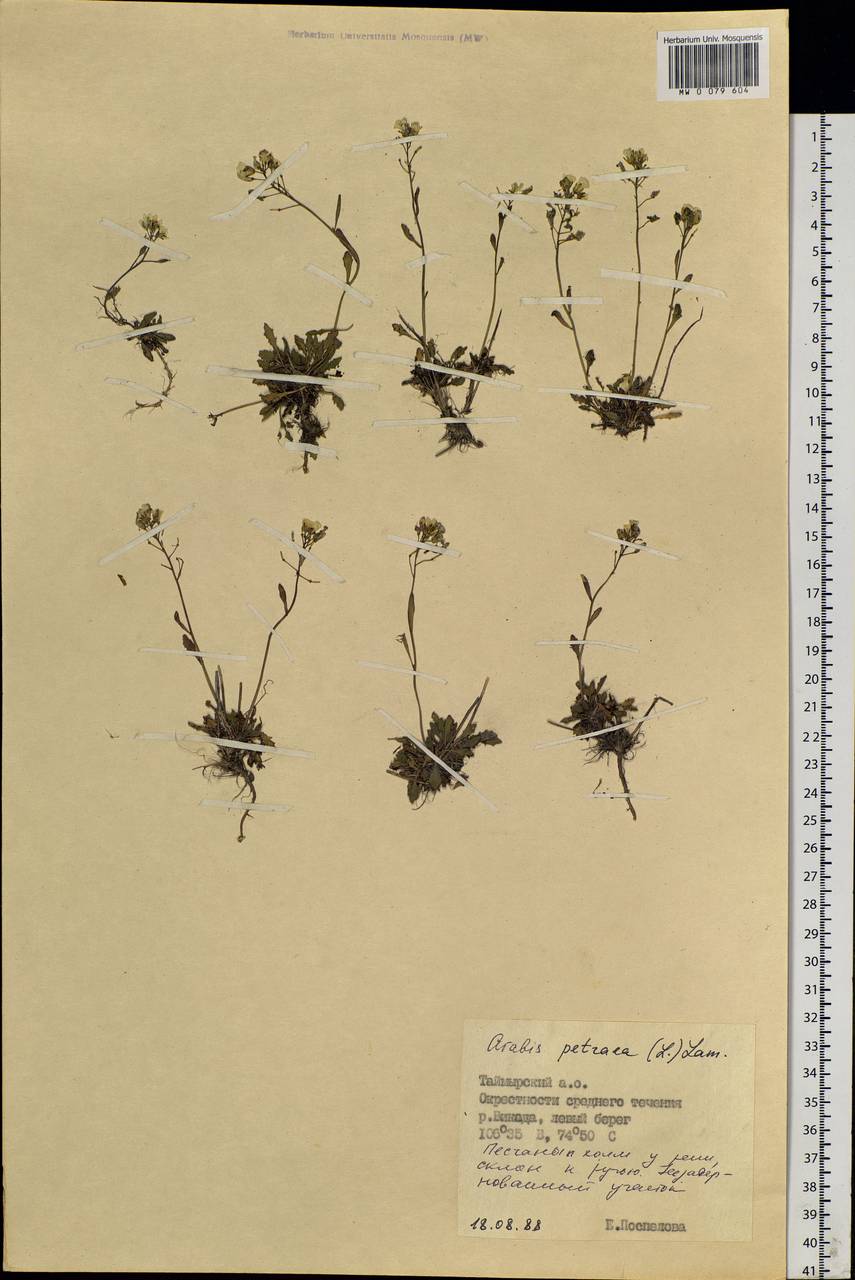 Arabidopsis lyrata subsp. petraea (L.) O'Kane & Al-Shehbaz, Siberia, Central Siberia (S3) (Russia)