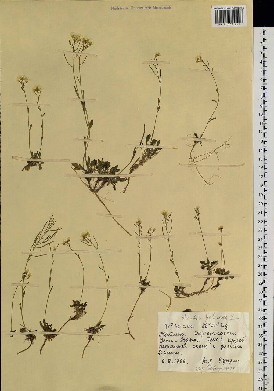 Arabidopsis lyrata subsp. petraea (L.) O'Kane & Al-Shehbaz, Siberia, Central Siberia (S3) (Russia)