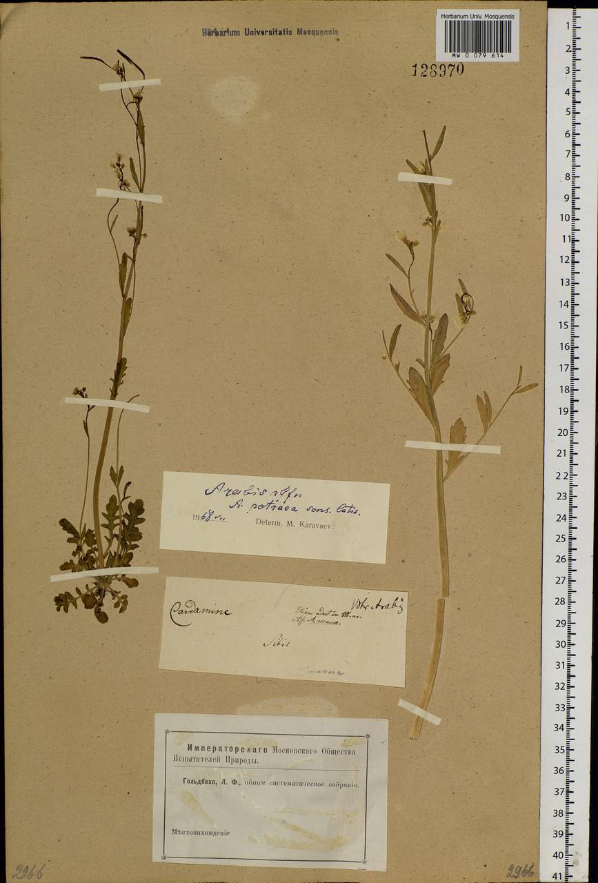 Arabidopsis lyrata subsp. petraea (L.) O'Kane & Al-Shehbaz, Siberia (no precise locality) (S0) (Russia)