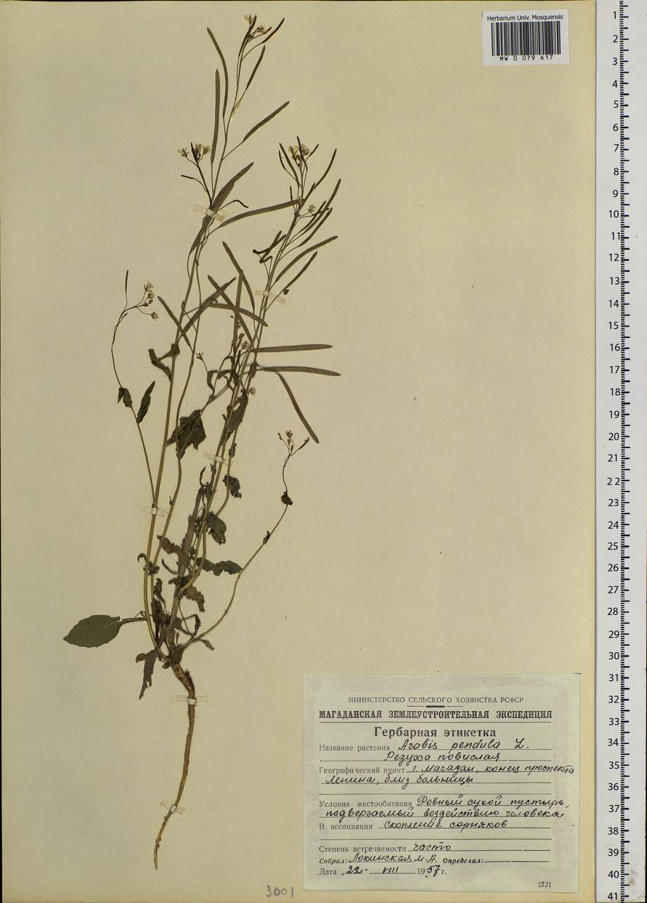 Catolobus pendulus (L.) Al-Shehbaz, Siberia, Chukotka & Kamchatka (S7) (Russia)