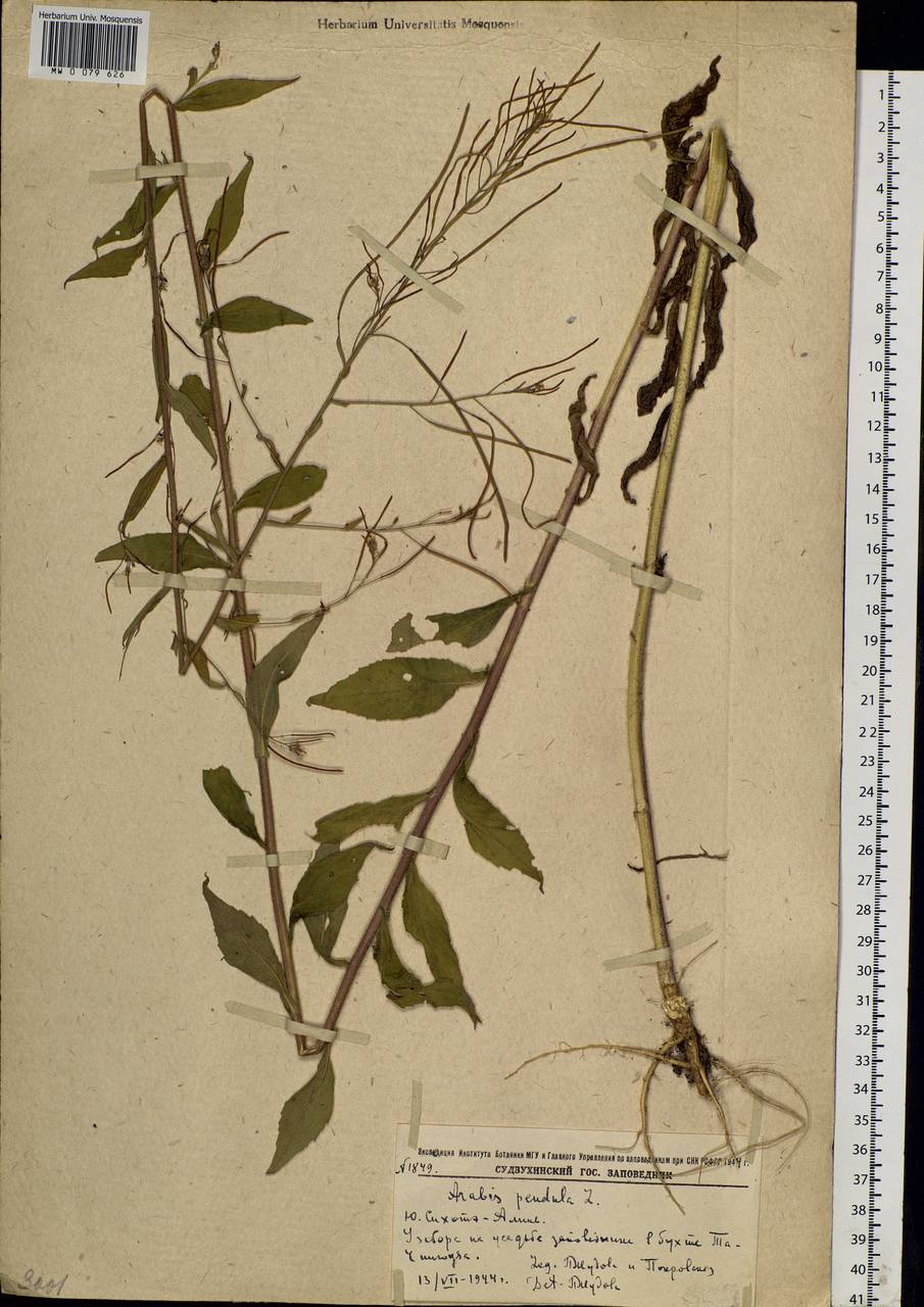 Catolobus pendulus (L.) Al-Shehbaz, Siberia, Russian Far East (S6) (Russia)