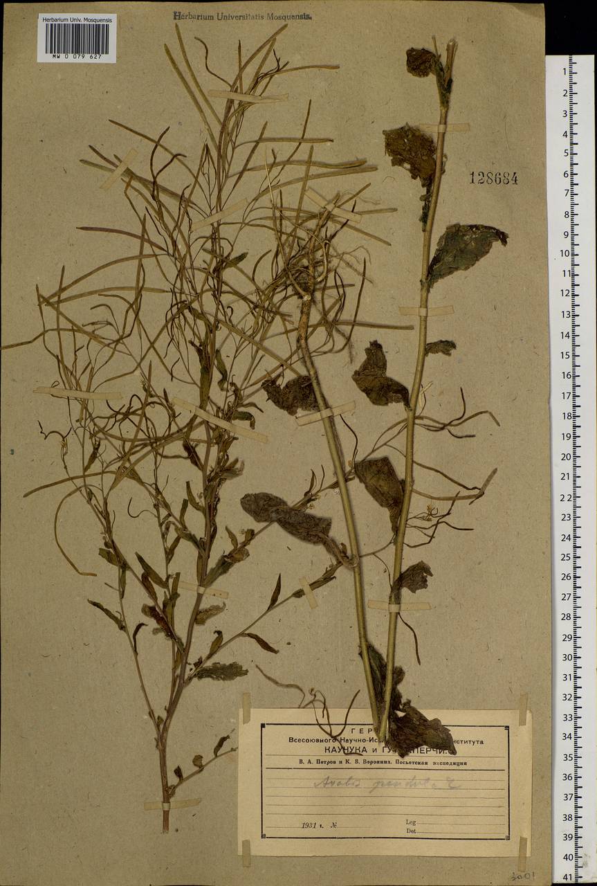 Catolobus pendulus (L.) Al-Shehbaz, Siberia, Russian Far East (S6) (Russia)