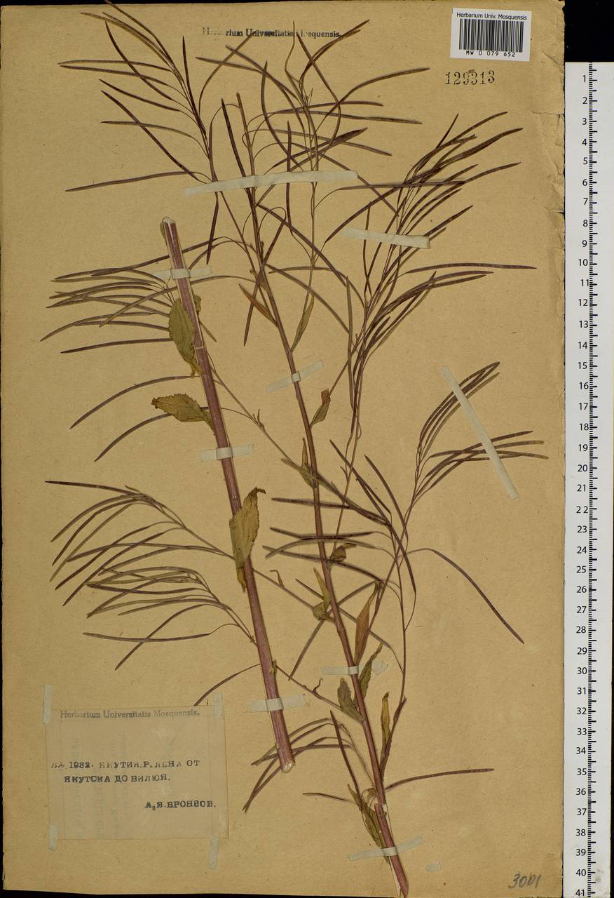 Catolobus pendulus (L.) Al-Shehbaz, Siberia, Yakutia (S5) (Russia)