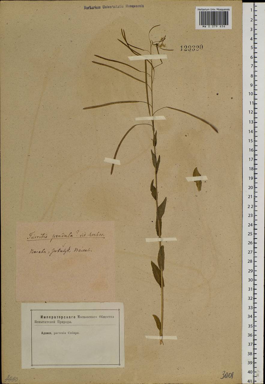 Catolobus pendulus (L.) Al-Shehbaz, Siberia (no precise locality) (S0) (Russia)