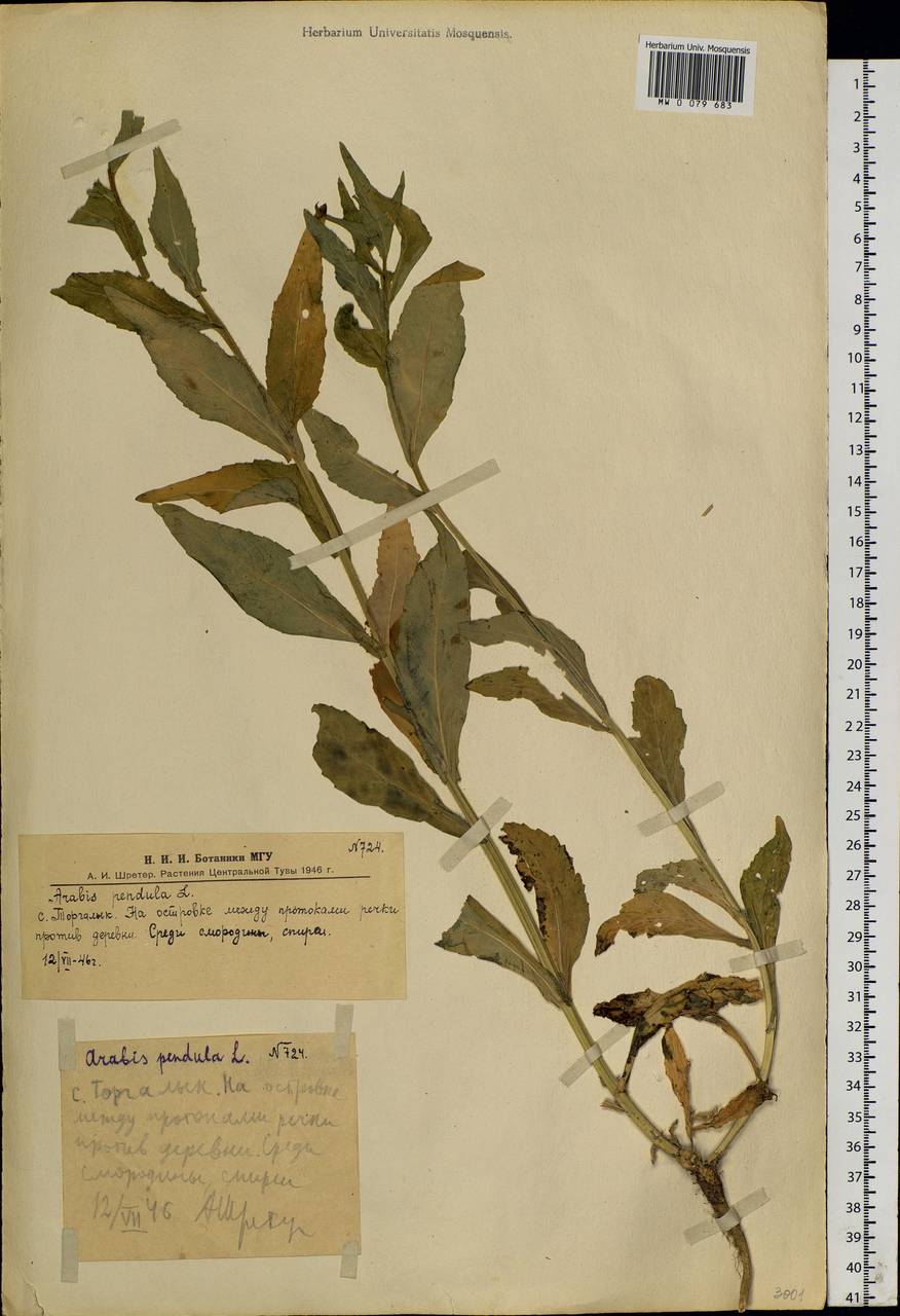 Catolobus pendulus (L.) Al-Shehbaz, Siberia, Altai & Sayany Mountains (S2) (Russia)