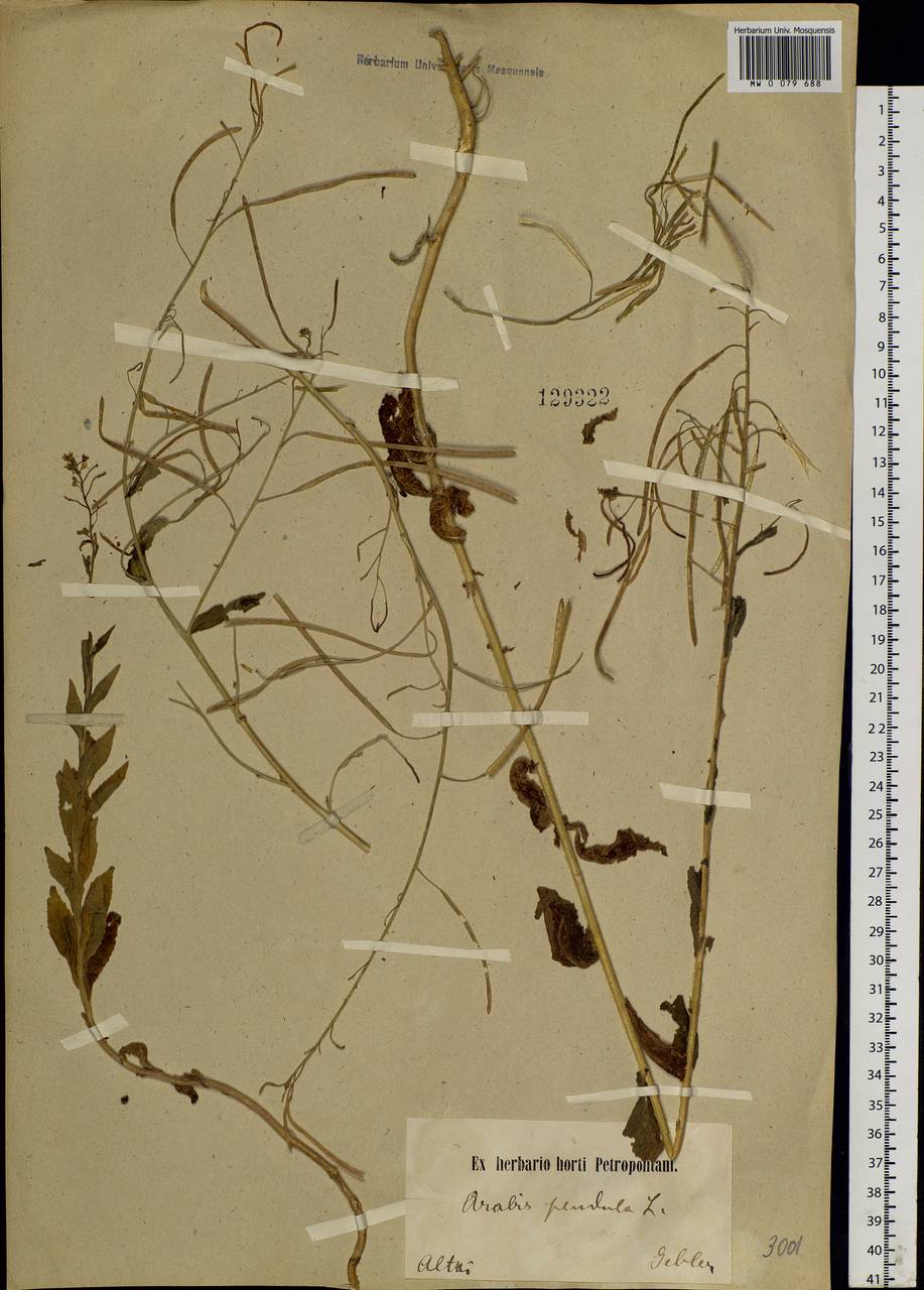 Catolobus pendulus (L.) Al-Shehbaz, Siberia, Altai & Sayany Mountains (S2) (Russia)