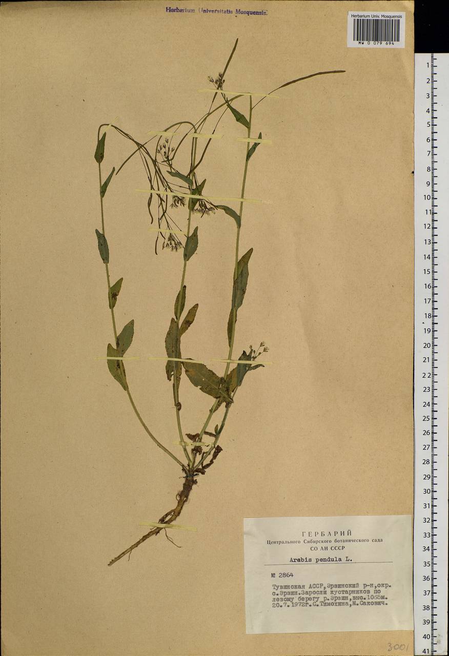 Catolobus pendulus (L.) Al-Shehbaz, Siberia, Altai & Sayany Mountains (S2) (Russia)