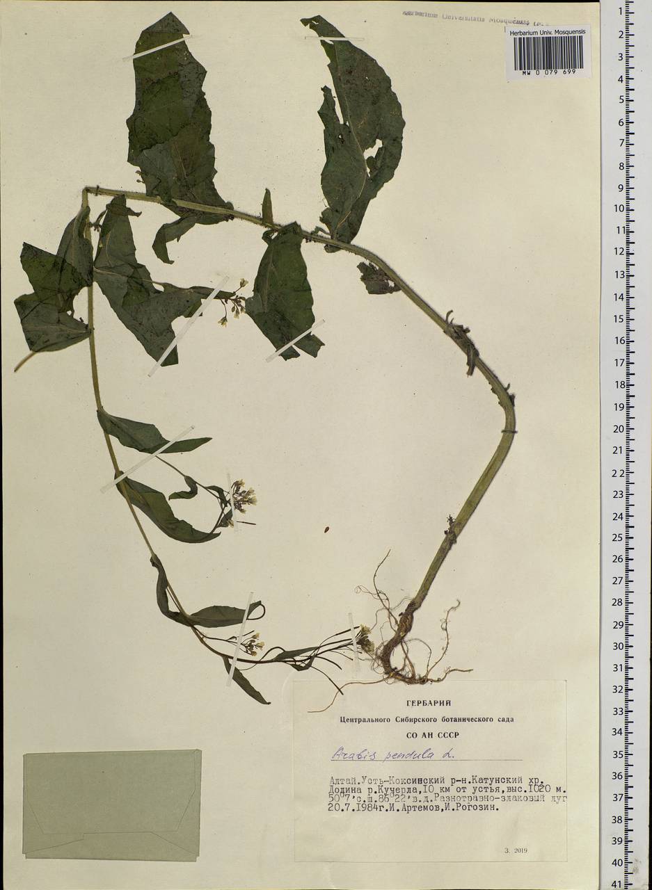 Catolobus pendulus (L.) Al-Shehbaz, Siberia, Altai & Sayany Mountains (S2) (Russia)