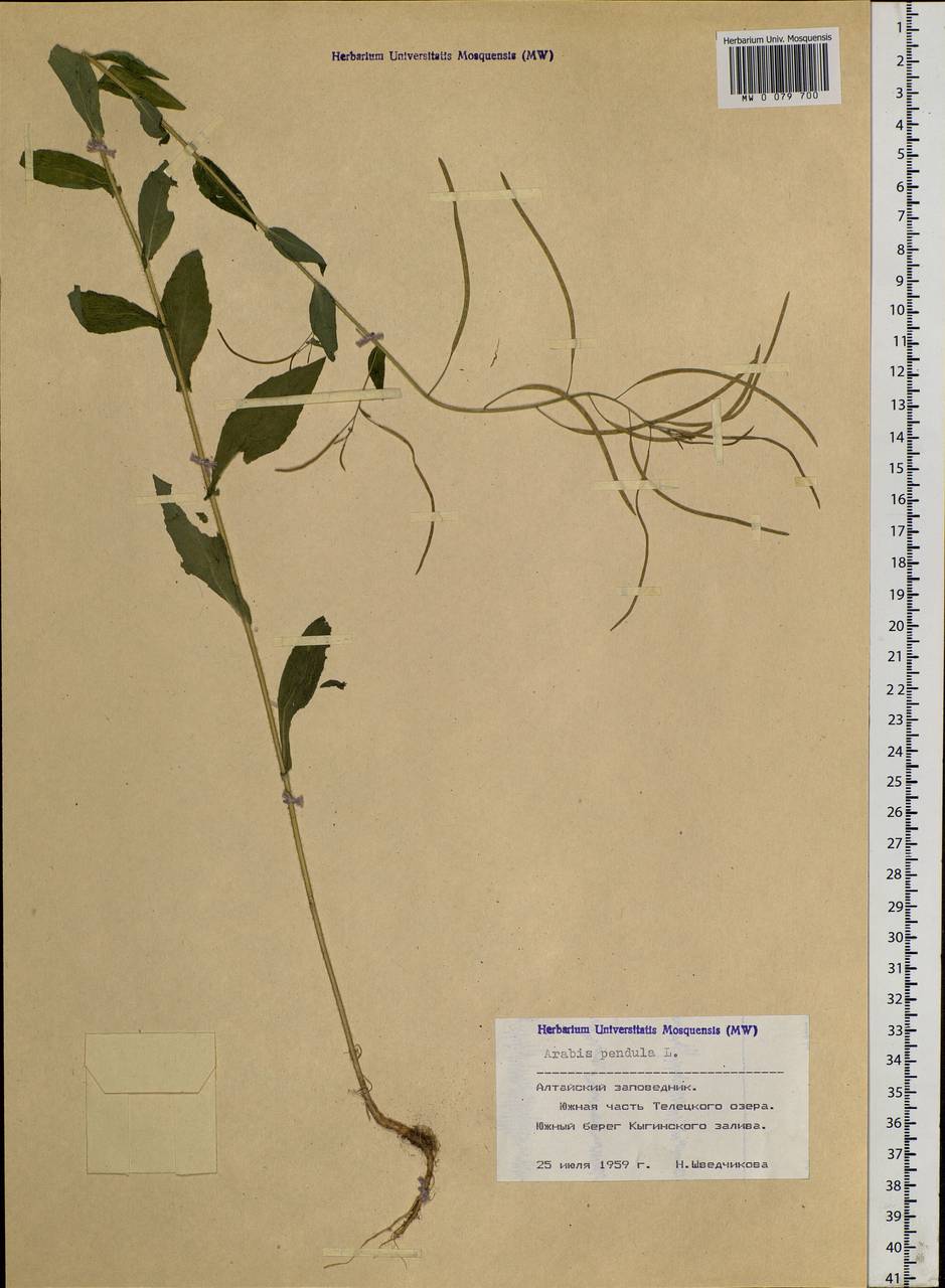 Catolobus pendulus (L.) Al-Shehbaz, Siberia, Altai & Sayany Mountains (S2) (Russia)