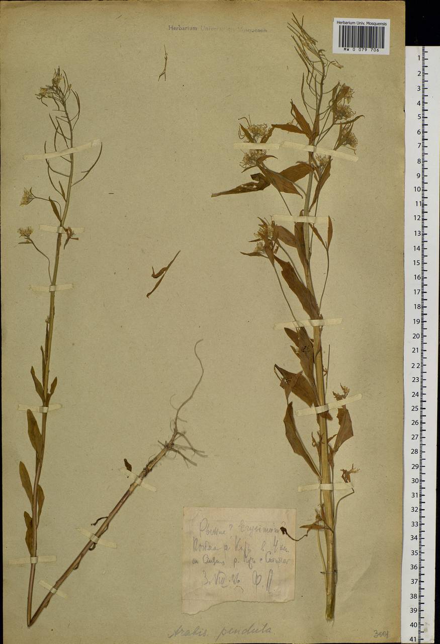 Eastern Europe, Northern region (E1) (Russia)