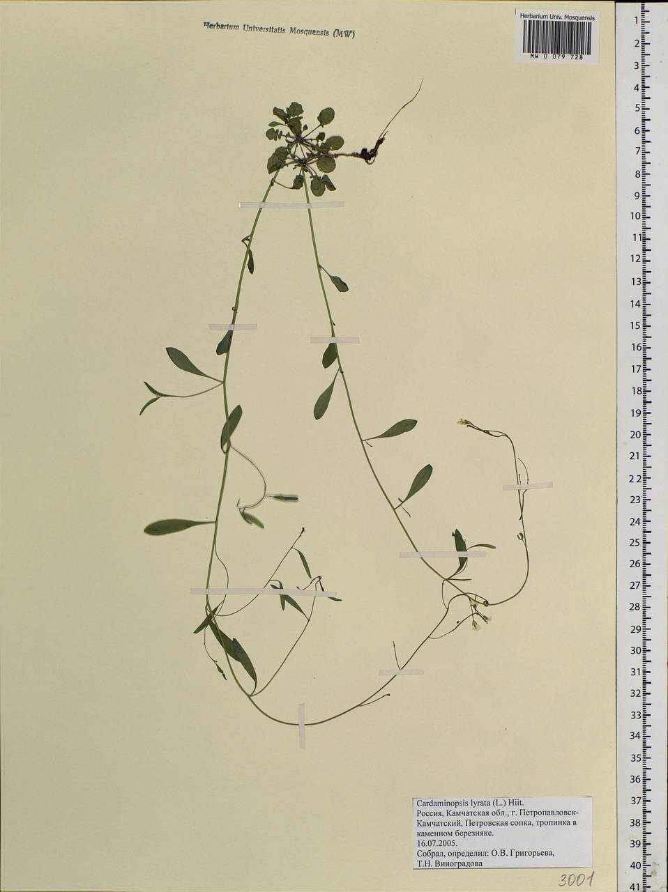 Arabidopsis lyrata subsp. lyrata, Siberia, Chukotka & Kamchatka (S7) (Russia)