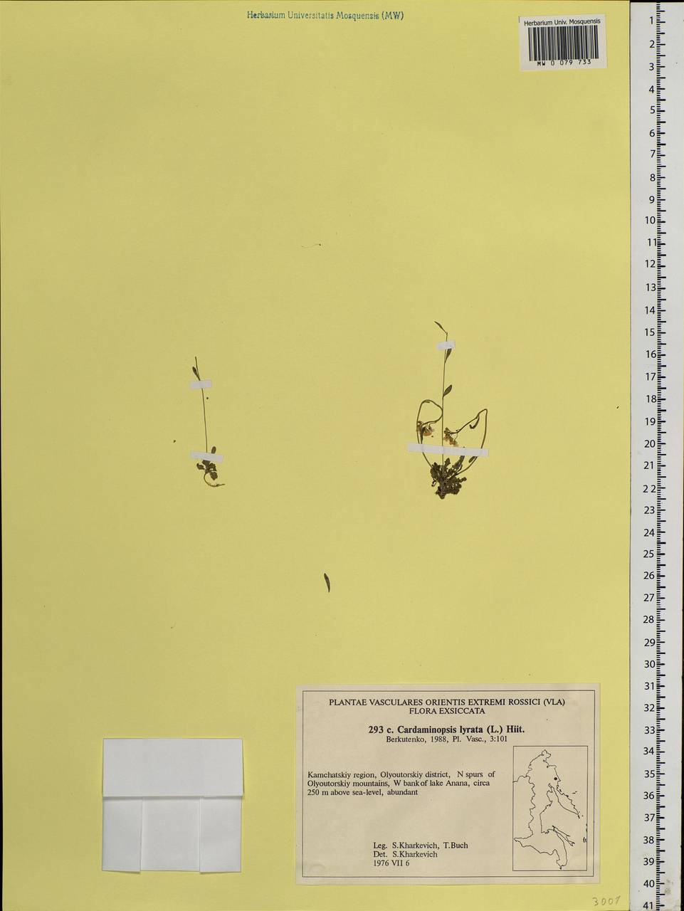 Arabidopsis lyrata subsp. lyrata, Siberia, Chukotka & Kamchatka (S7) (Russia)