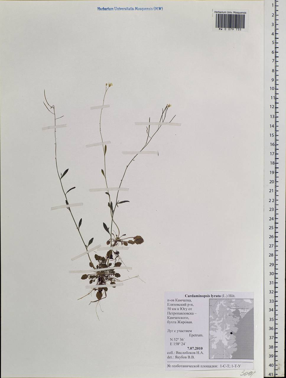 Arabidopsis lyrata subsp. lyrata, Siberia, Chukotka & Kamchatka (S7) (Russia)