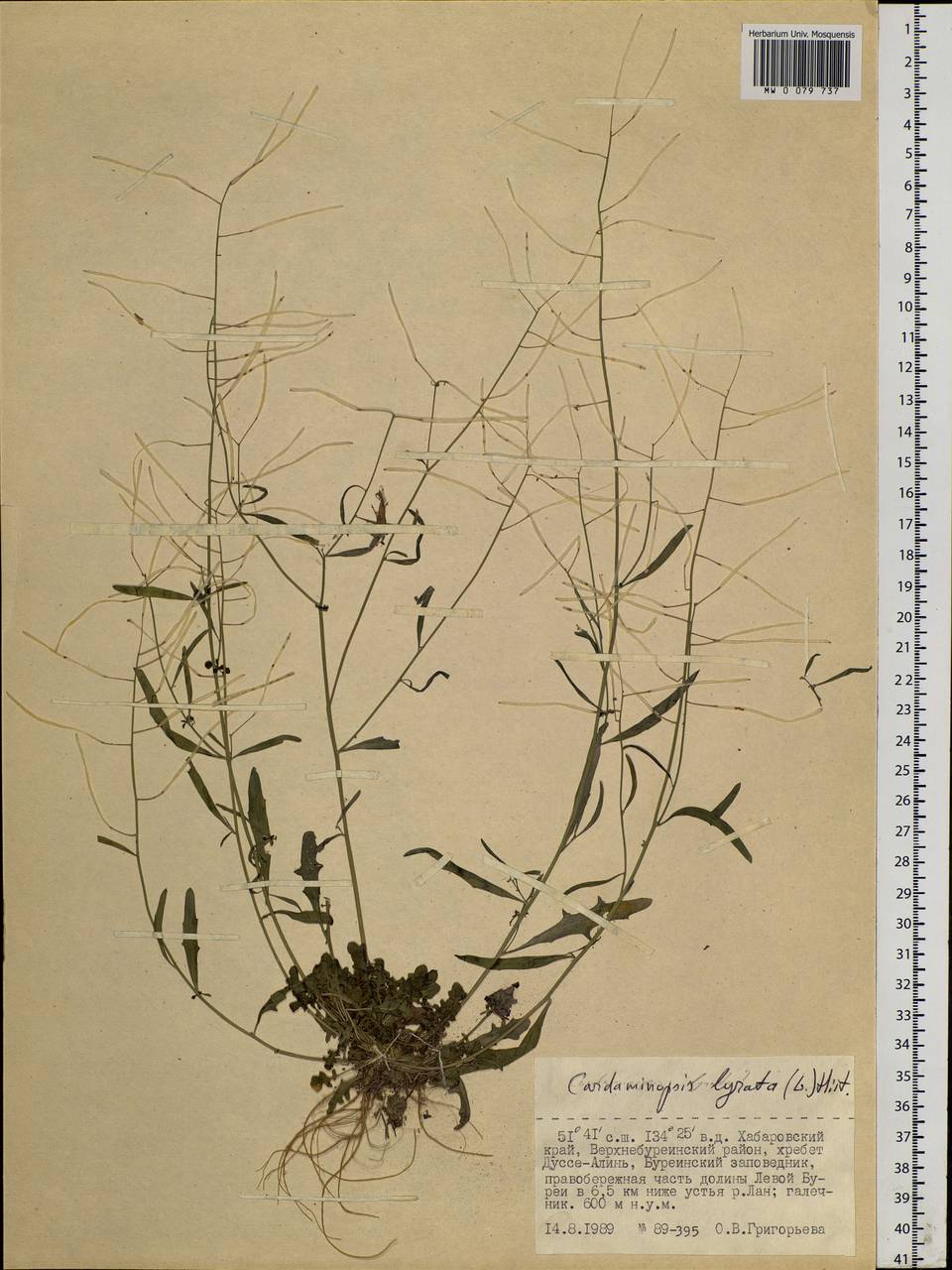 Arabidopsis lyrata subsp. lyrata, Siberia, Russian Far East (S6) (Russia)