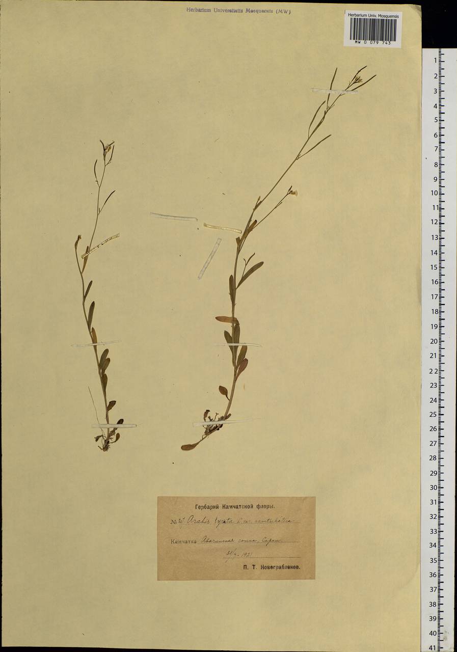 Arabidopsis lyrata subsp. kamchatica (Fisch. ex DC.) O'Kane & Al-Shehbaz, Siberia, Chukotka & Kamchatka (S7) (Russia)