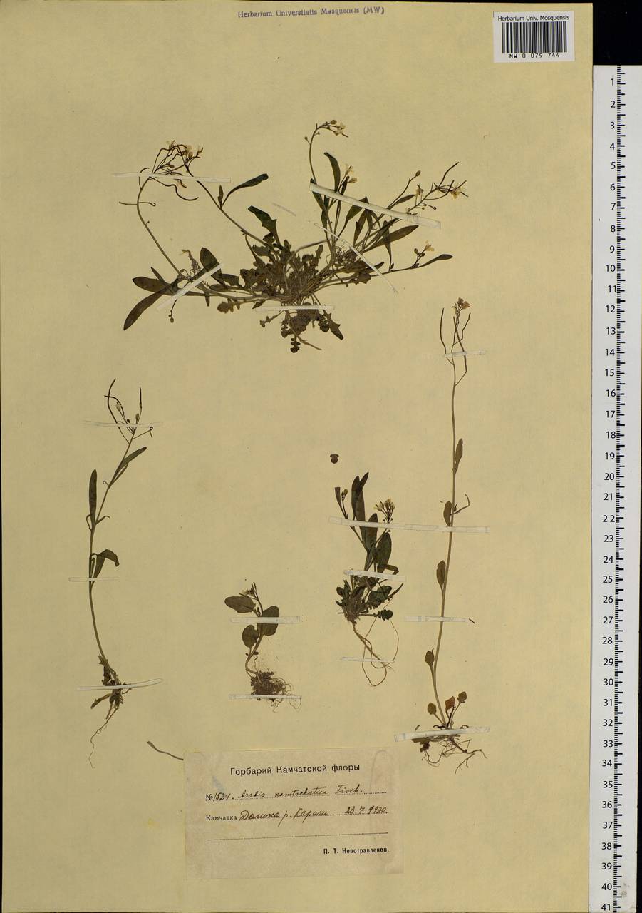 Arabidopsis lyrata subsp. kamchatica (Fisch. ex DC.) O'Kane & Al-Shehbaz, Siberia, Chukotka & Kamchatka (S7) (Russia)