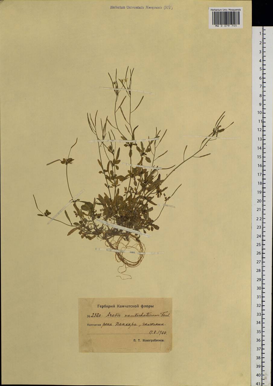 Arabidopsis lyrata subsp. kamchatica (Fisch. ex DC.) O'Kane & Al-Shehbaz, Siberia, Chukotka & Kamchatka (S7) (Russia)