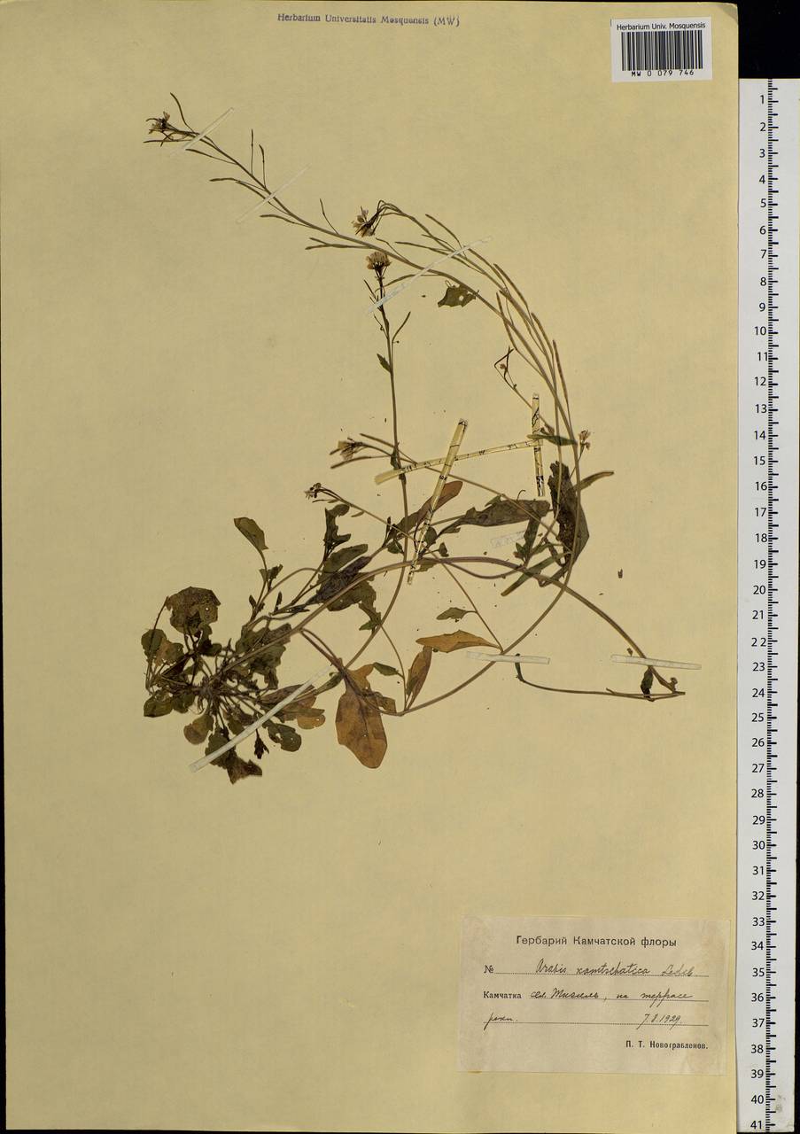 Arabidopsis lyrata subsp. kamchatica (Fisch. ex DC.) O'Kane & Al-Shehbaz, Siberia, Chukotka & Kamchatka (S7) (Russia)