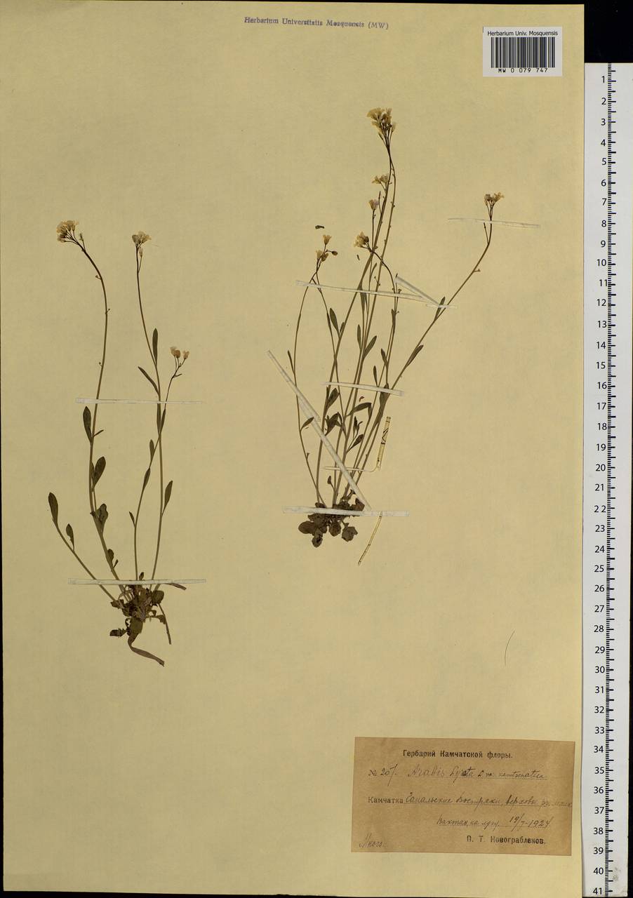 Arabidopsis lyrata subsp. kamchatica (Fisch. ex DC.) O'Kane & Al-Shehbaz, Siberia, Chukotka & Kamchatka (S7) (Russia)