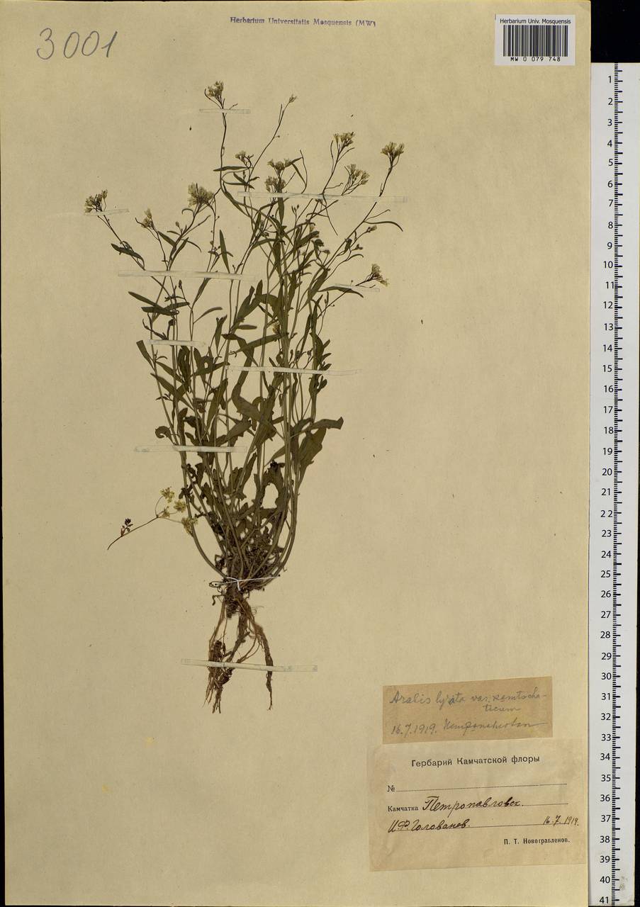 Arabidopsis lyrata subsp. kamchatica (Fisch. ex DC.) O'Kane & Al-Shehbaz, Siberia, Chukotka & Kamchatka (S7) (Russia)