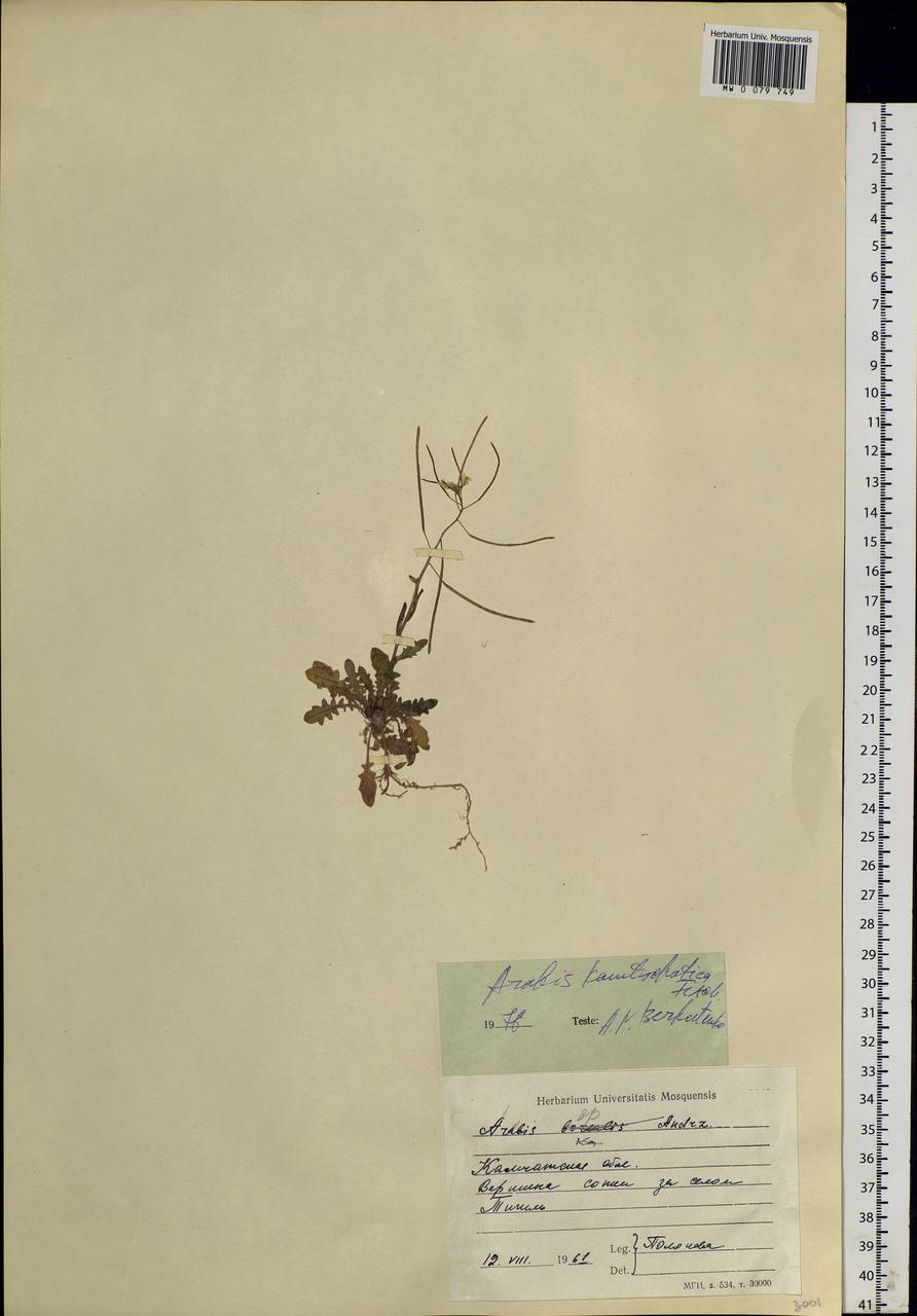 Arabidopsis lyrata subsp. kamchatica (Fisch. ex DC.) O'Kane & Al-Shehbaz, Siberia, Chukotka & Kamchatka (S7) (Russia)