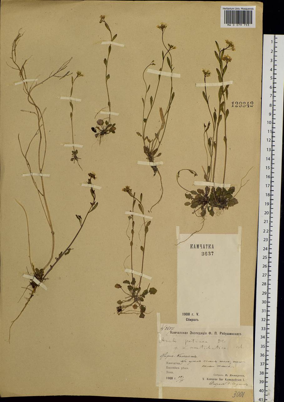 Arabidopsis lyrata subsp. kamchatica (Fisch. ex DC.) O'Kane & Al-Shehbaz, Siberia, Chukotka & Kamchatka (S7) (Russia)