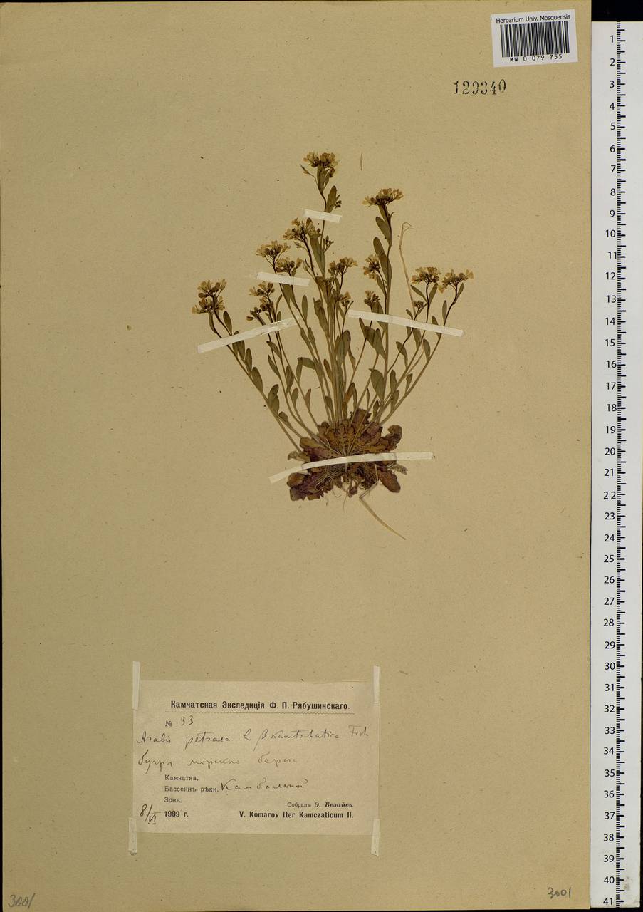 Arabidopsis lyrata subsp. kamchatica (Fisch. ex DC.) O'Kane & Al-Shehbaz, Siberia, Chukotka & Kamchatka (S7) (Russia)