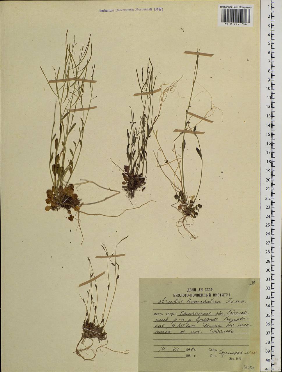 Arabidopsis lyrata subsp. kamchatica (Fisch. ex DC.) O'Kane & Al-Shehbaz, Siberia, Chukotka & Kamchatka (S7) (Russia)