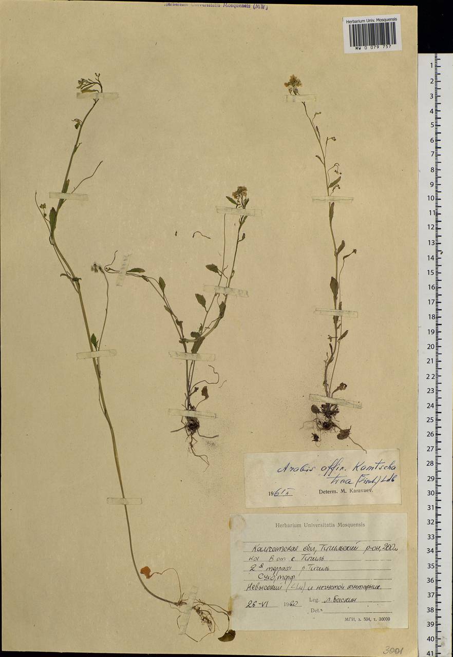 Arabidopsis lyrata subsp. kamchatica (Fisch. ex DC.) O'Kane & Al-Shehbaz, Siberia, Chukotka & Kamchatka (S7) (Russia)