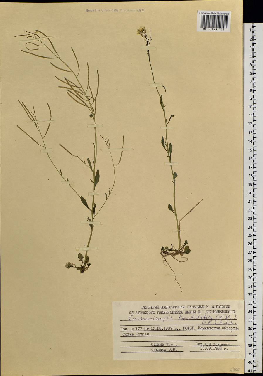 Arabidopsis lyrata subsp. kamchatica (Fisch. ex DC.) O'Kane & Al-Shehbaz, Siberia, Chukotka & Kamchatka (S7) (Russia)