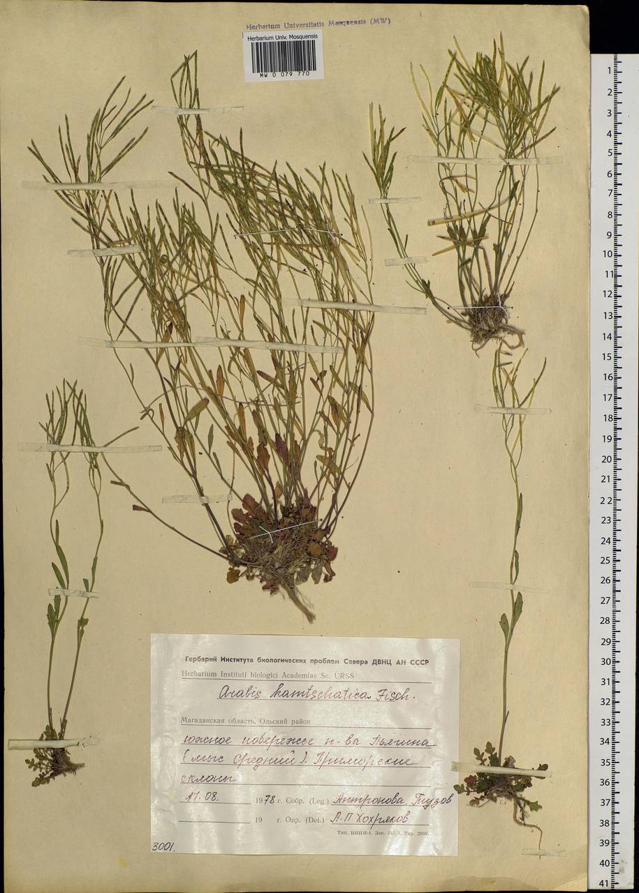 Arabidopsis lyrata subsp. kamchatica (Fisch. ex DC.) O'Kane & Al-Shehbaz, Siberia, Chukotka & Kamchatka (S7) (Russia)