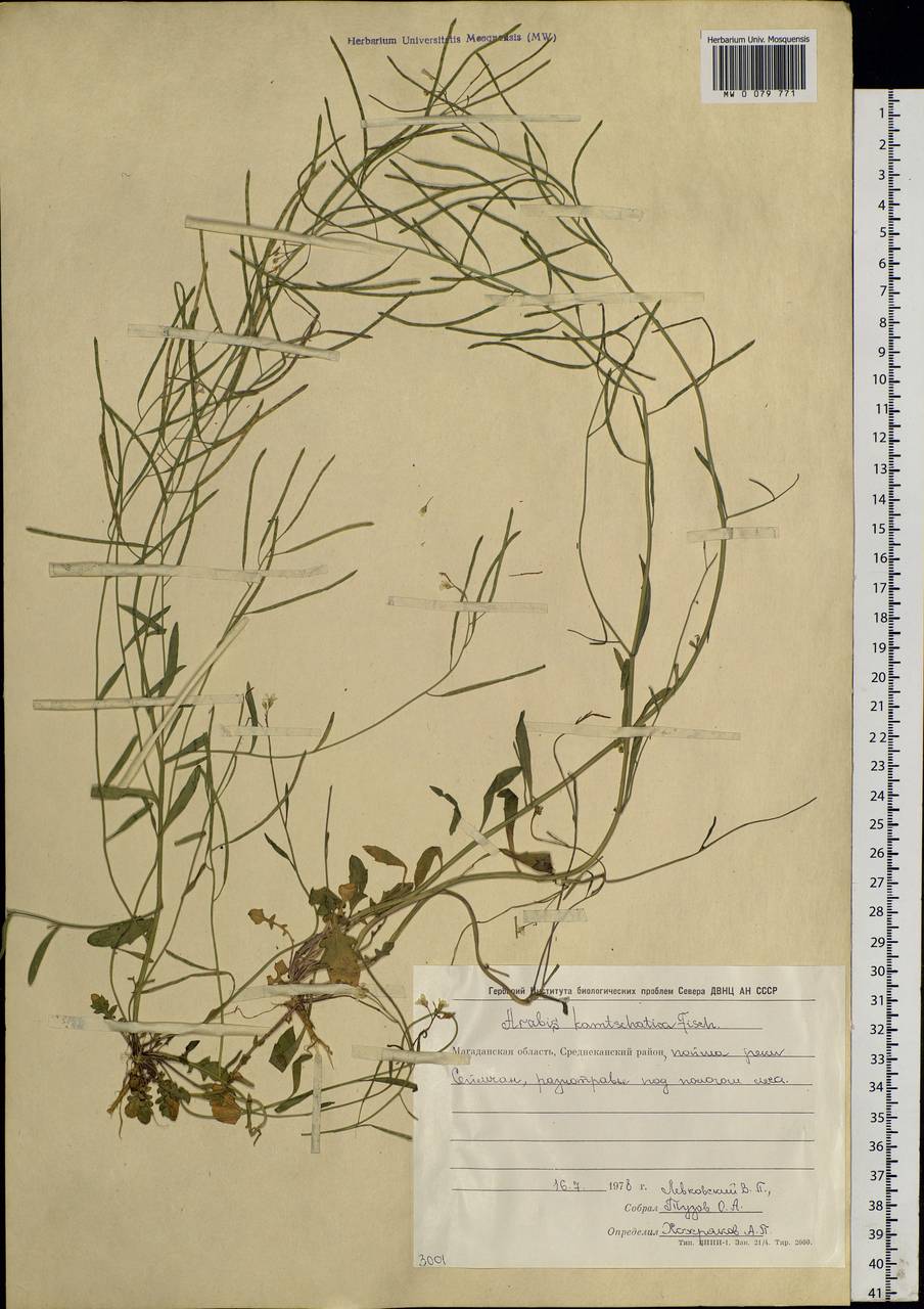 Arabidopsis lyrata subsp. kamchatica (Fisch. ex DC.) O'Kane & Al-Shehbaz, Siberia, Chukotka & Kamchatka (S7) (Russia)