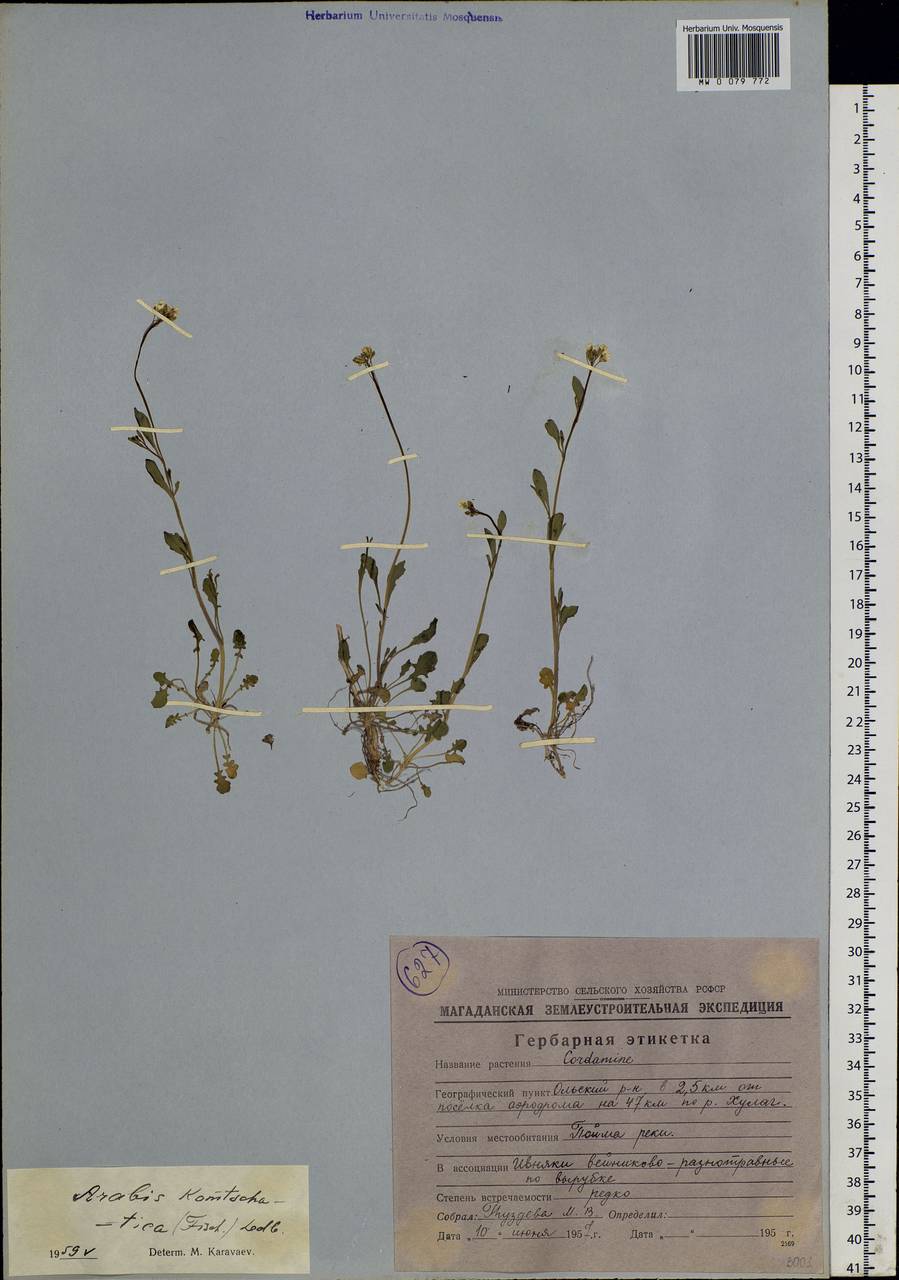 Arabidopsis lyrata subsp. kamchatica (Fisch. ex DC.) O'Kane & Al-Shehbaz, Siberia, Chukotka & Kamchatka (S7) (Russia)