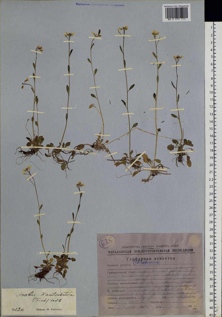 Arabidopsis lyrata subsp. kamchatica (Fisch. ex DC.) O'Kane & Al-Shehbaz, Siberia, Chukotka & Kamchatka (S7) (Russia)